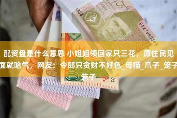 配资盘是什么意思 小姐姐领回家只三花，原住民见面就哈气，网友：令郎只贪财不好色_母猫_爪子_笼子